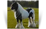 Old Kent Horse